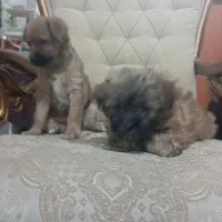 سگ پشمالو آپارتمانی واگذاری