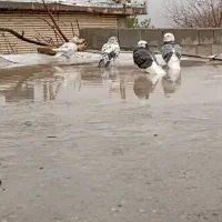 کبوتر خوب دوتا دوکت نر هستند واون دوتا جفتن