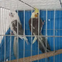 معاوظه عروس باقناری|پرنده|برخوار, |دیوار