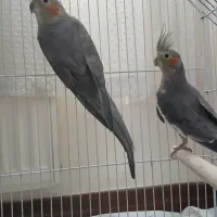 عروس هلندی نر و ماده