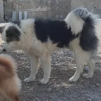 واگذاری سگ هاسکی