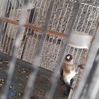 سهره ماده|پرنده|اردبیل, |دیوار