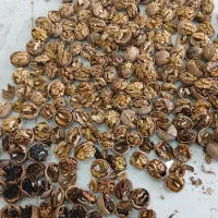 فروش گردوی ایرانی