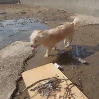 سگ پاکوتا