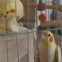 عروس هلندی لوتینو سخنگو