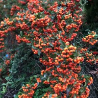 فروش زالزالک(سرده)