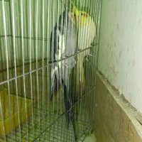 عروس هلندی