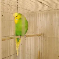 مرغ عشق انگلیسی و پروانه ای|پرنده|مشهد, مقدم|دیوار