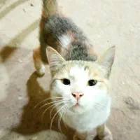 گربه بازیگوش و دستی