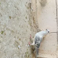 شامی عطیغه|پرنده|مشهد, محمدآباد|دیوار