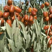 پیشفروش نهال سنجد حاج حسین