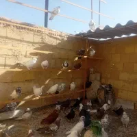 سلامتعداد40عددکبوتریکجا
