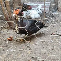 اردک نروماده اسراییلی