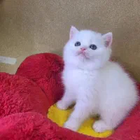 گربه اسکاتیش