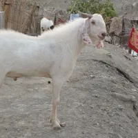 نر بز پاکستانی گلابی