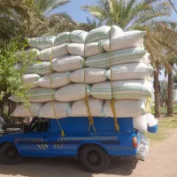 کاه سرخوشه گندم