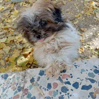 واگذاری پاپی نر|سگ|داران, |دیوار