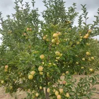 باغ-یاغبستلو