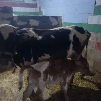 گاو و گوساله دورگ