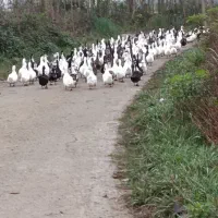 اردک پاک کرده گوشتی