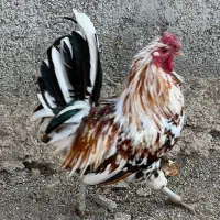 خروس گلین|حیوانات مزرعه|ورامین, قويينک زهری|دیوار