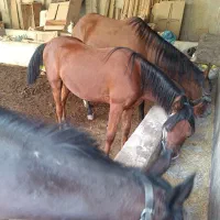 اسب|اسب و تجهیزات اسبسواری|شوشتر, |دیوار