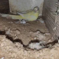 طوطی اوازه خوان ماده زرد روی تخم|پرنده|کاشان, شهرک امیرالمومنین|دیوار