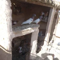 کفتر|پرنده|کاشمر, |دیوار