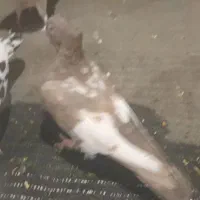 کفتر چپ و سینه ای|پرنده|تهران, شهرک استقلال|دیوار