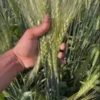 گندم ابی روسیه|خدمات باغبانی و درختکاری|گل تپه, |دیوار