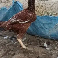 مرغ کرچ لاری