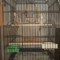 جفت عروس هلندی مرواریدی مولد تضمینی با قفس