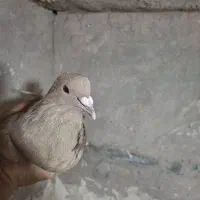 ماده زرد خوشگل دورشت|پرنده|رفسنجان, |دیوار