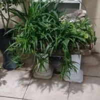 آبنما ۵۰در ۸۰