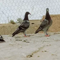 کبوتر