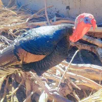 بوقلمون ۱ ساله نر|حیوانات مزرعه|خمک, |دیوار