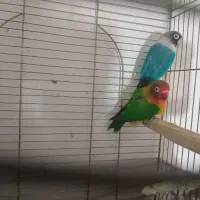 طوطی برزیلی|پرنده|پاکدشت, شهرک امام رضا|دیوار