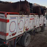 خریدوفروش اسب|اسب و تجهیزات اسبسواری|خاوه, |دیوار