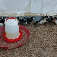 جوجه مع بیض عرب