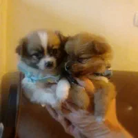 توله های پامر زیبا|سگ|محمدشهر, جعفرآباد|دیوار