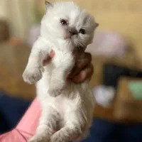 گربه اسکاتیش