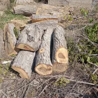 خریدارانواع چوب باغی|خدمات باغبانی و درختکاری|فیروزکوه, |دیوار