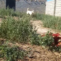 سگ یک سال