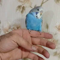 جوجه مرغ عشق انگلیسی|پرنده|پاکدشت, پاکدشت (مامازند)|دیوار