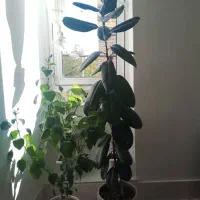 گل و گیاه طبیعی