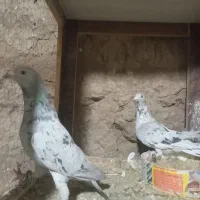 کبوتر|پرنده|کاشان, دروازه فین|دیوار