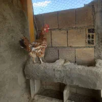 مرغ