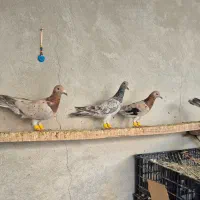 کبوتر ماده خطی وشستی