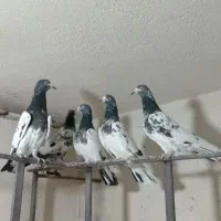 کبوتر پاکستانی تیدی(پرشی)