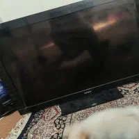 تلویزیون 43 سونی|تلویزیون و پروژکتور|کرج, خرمدشت|دیوار